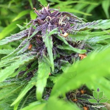 Comprar Purple Maroc de Female Seeds - Grow Barato
