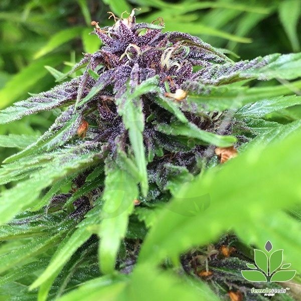 Comprar Purple Maroc de Female Seeds - Grow Barato