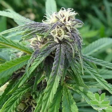Comprar Easy Sativa Female Seeds - GB The Green Brand