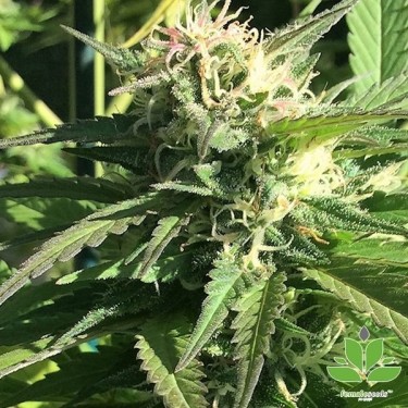 Comprar Outdoor Grapefruit Female Seeds - Grow Barato