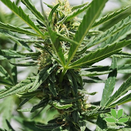 Comprar Critical Sour de Female Seeds - Grow Barato Comprar Critical Sour de Female Seeds - Grow Barato