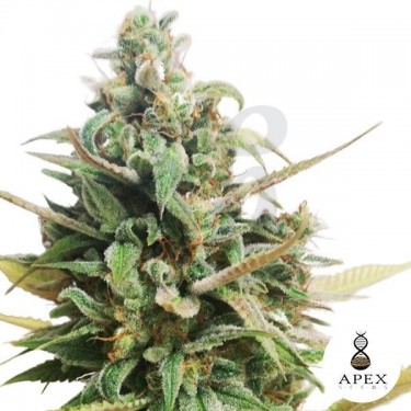 Choco Muffin Apex Seeds Semilla feminizada - Grow Barato