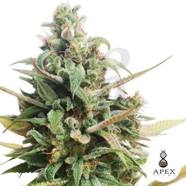 Choco Muffin Apex Seeds Semilla feminizada - Grow Barato
