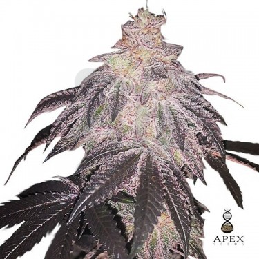 White Runtz Apex Seeds Semilla feminizada - Grow Barato