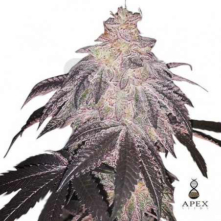 White Runtz Apex Seeds Semilla feminizada - Grow Barato White Runtz Apex Seeds Semilla feminizada - Grow Barato