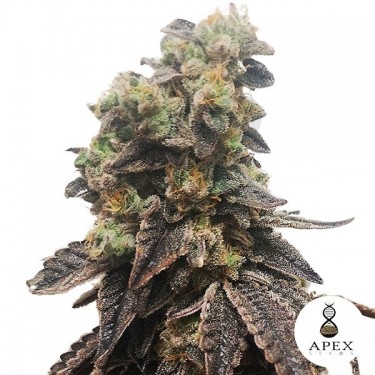 Wedding Crasher Apex Seeds Semilla feminizada - Grow Barato