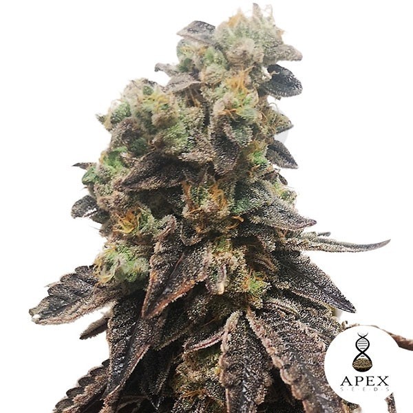 Wedding Crasher Apex Seeds Semilla feminizada - Grow Barato