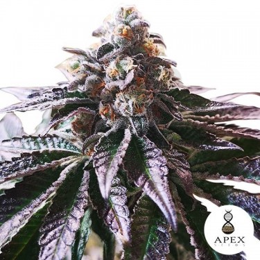 Magic Cookies Sorbet Apex Seeds Feminizada - Grow Barato