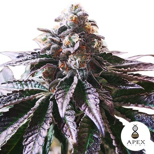 Cookies mágicos Sorbet Apex Seeds Feminizadas - Crescer Barato