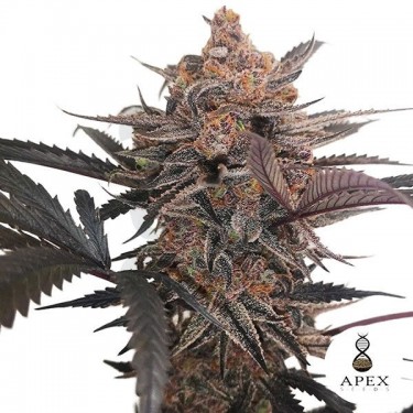 X-Med CBD Plus Apex Seeds Cannabis medicinal - Grow Barato