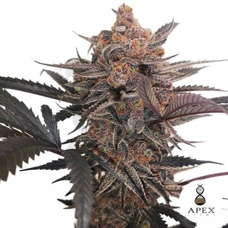 X-Med CBD Plus Apex Seeds Cannabis medicinal - Grow Barato X-Med CBD Plus Apex Seeds Cannabis medicinal - Grow Barato