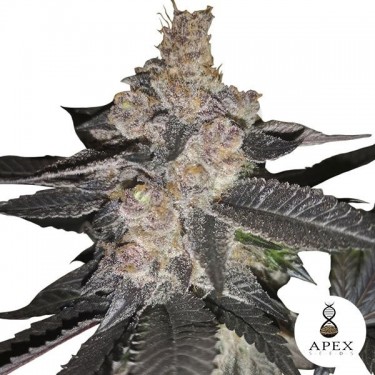 Auto Biscotti de Apex Seeds Autofloreciente - Grow Barato