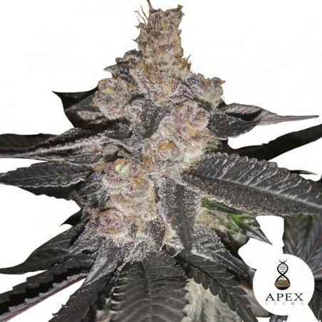 Auto Biscotti de Apex Seeds Autofloreciente - Grow Barato Auto Biscotti de Apex Seeds Autofloreciente - Grow Barato