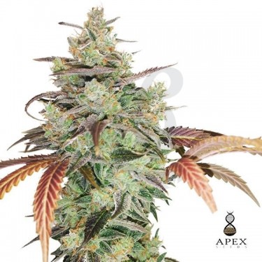 Auto Super Monkey XXL Apex Seeds