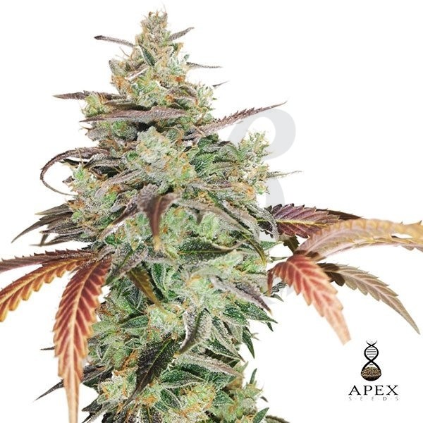Auto Super Monkey XXL Apex Seeds