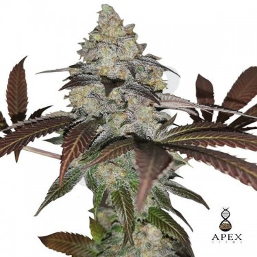 Auto Sorbet Apex Seeds Autofloreciente - Grow Barato