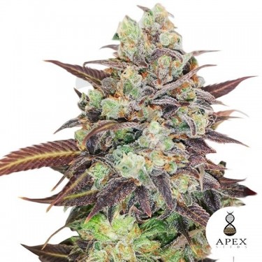 Auto Wedding Crasher del banco Apex Seeds - Grow Barato