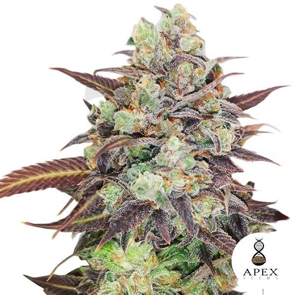 Auto casamento Crasher Banco Apex Seeds - Crescer Barato