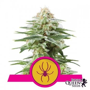 White Widow de Royal Queen Seeds feminizada - Grow Barato