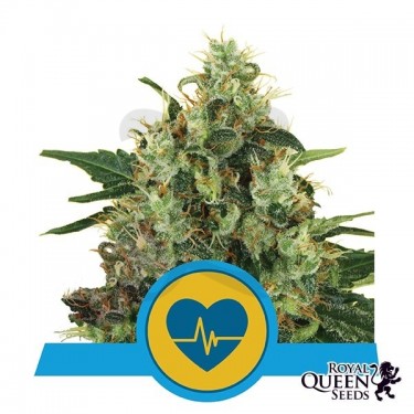 Medical Mass Feminizada de Royal Queen Seeds - Grow Barato
