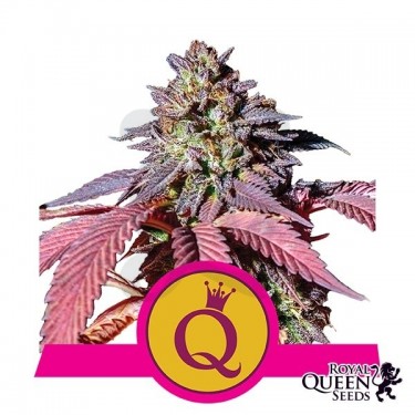 Purple Queen - Royal Queen Seeds - feminizada - Grow Barato