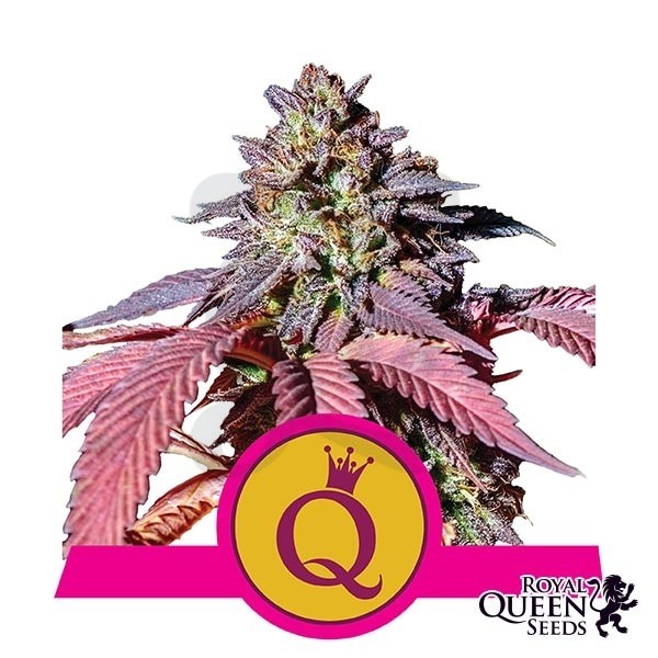 Purple Queen del banco Royal Queen Seeds.