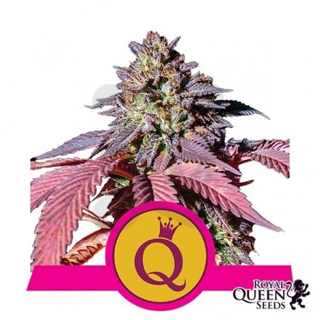 Purple Queen - Royal Queen Seeds - feminizada - Grow Barato Purple Queen - Royal Queen Seeds - feminizada - Grow Barato