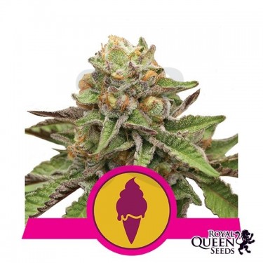 Green Gelato - Royal Queen Seeds - feminizada - Grow Barato