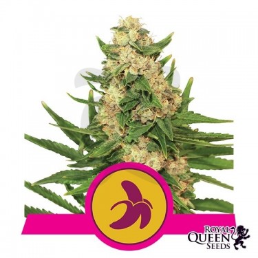 Plante de cannabis Fat Banana