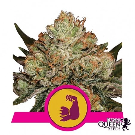 Hulkberry del banco Royal Queen Seeds. Hulkberry del banco Royal Queen Seeds.