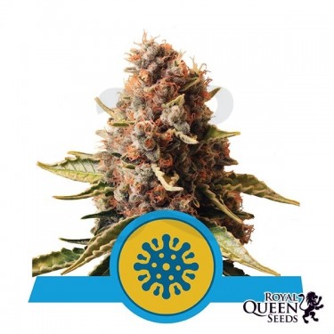 Euphoria CBD de Royal Queen Seeds Feminizada - Grow Barato