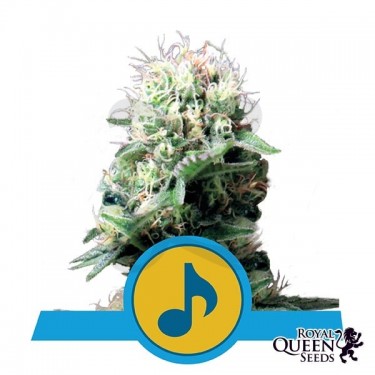 Dance World CBD de Royal Queen Seeds - Grow Barato