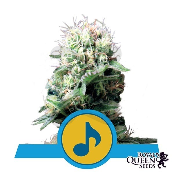 Dance World CBD de Royal Queen Seeds - Grow Barato
