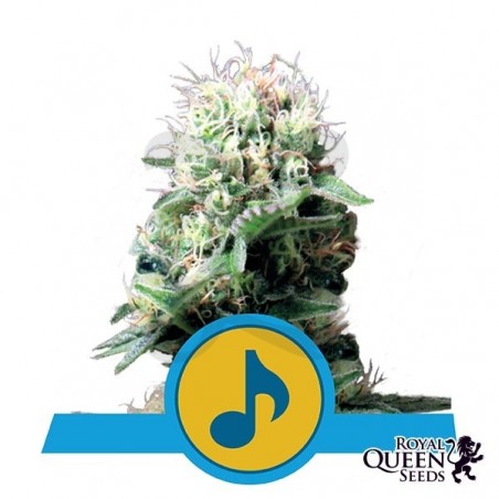 Dance World CBD di Royal Queen Seeds. Dance World CBD di Royal Queen Seeds.