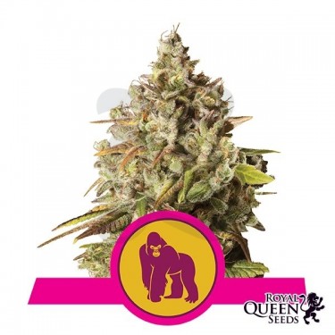 Royal Gorilla Feminizadas de Royal Queen - Grow Barato