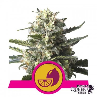 Lemon Shining Silver Haze Royal Queen Seeds - Grow Barato