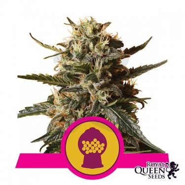 Bubblegum XL de Royal Queen Seeds feminizada - Grow Barato