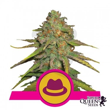O.G Kush de Royal Queen Seeds feminizada - Grow Barato