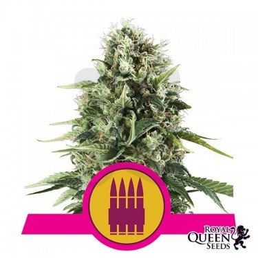 Royal AK di Royal Queen Seeds femminilizzata.