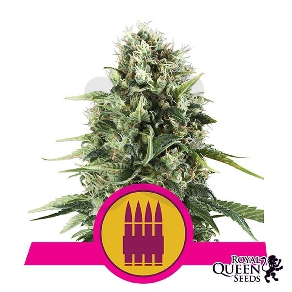 Royal AK de Royal Queen Seeds feminizada - Grow Barato
