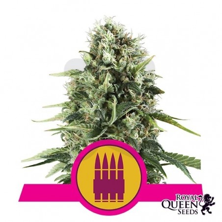 Royal AK de Royal Queen Seeds feminizada - Grow Barato Royal AK de Royal Queen Seeds feminizada - Grow Barato