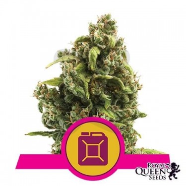 Sour Diesel Plante de marijuana