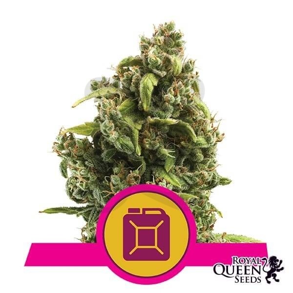 Sour Diesel Plante de marijuana
