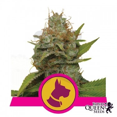 Kali Dog de Royal Queen Seeds feminizada - Grow Barato