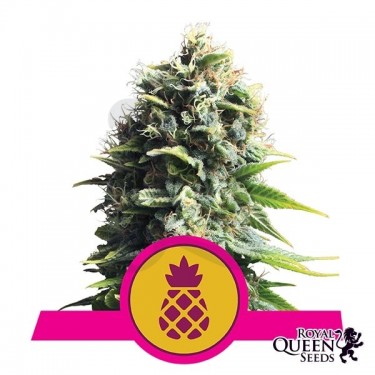 Pineapple Kush Royal Queen Seeds
