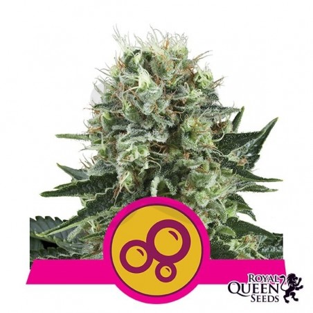Bubble Kush Bubble Kush