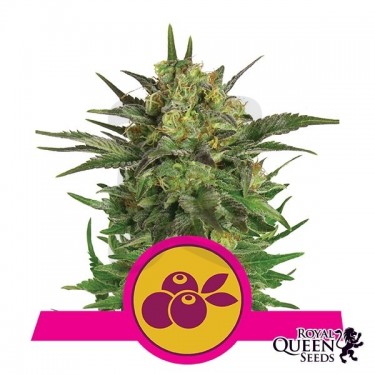 Haze Berry de Royal Queen Seeds feminizada - Grow Barato