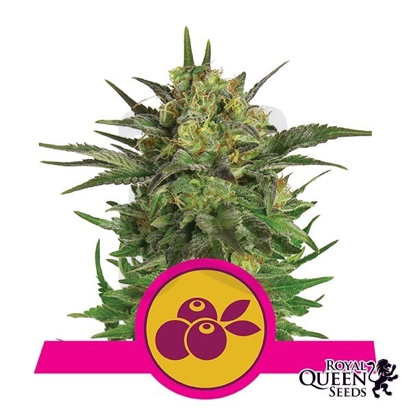 Haze Berry de Royal Queen Seeds feminizada - Grow Barato