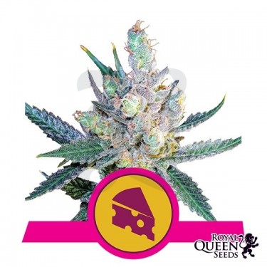 Royal Cheese Fast Version Royal Queen Seeds - Grow Barato