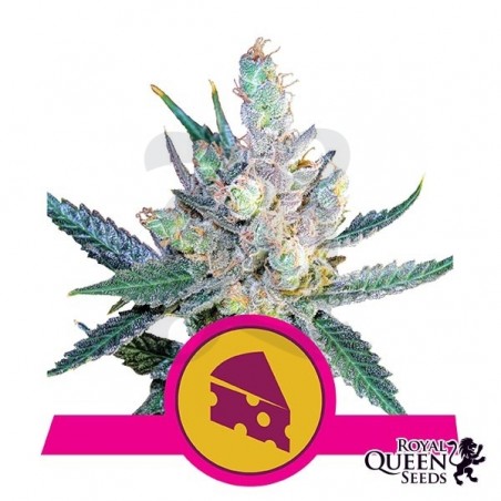 Royal Cheese Fast Version cannabis plant Royal Cheese Fast Version cannabis plant